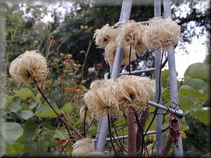 Clematis photograph