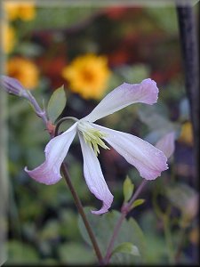 Clematis photograph