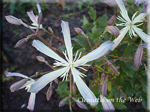 Clematis photograph