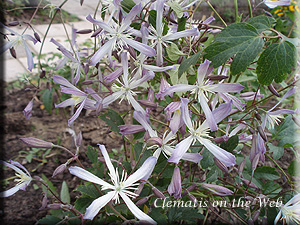 Clematis photograph