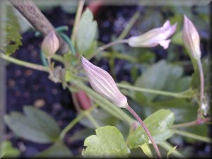 Clematis photograph