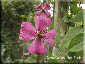 Clematis photograph