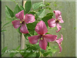 Clematis photograph