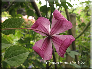 Clematis photograph