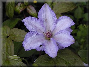 Clematis photograph