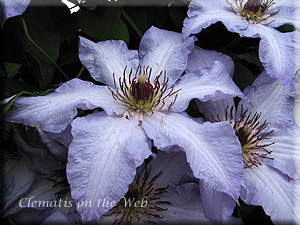 Clematis photograph