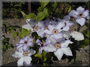 Clematis photograph