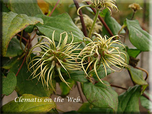 Clematis photograph