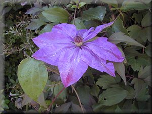 Clematis photograph