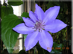 Clematis photograph