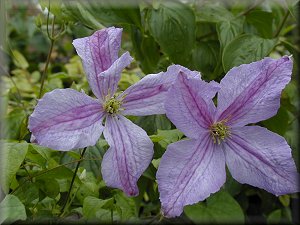 Clematis photograph