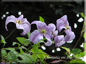 Clematis photograph