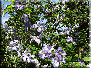 Clematis photograph