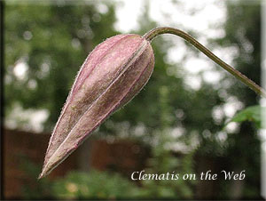 Clematis photograph