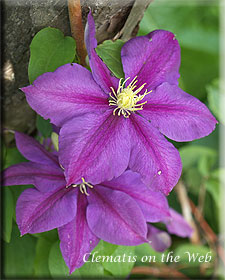 Clematis photograph