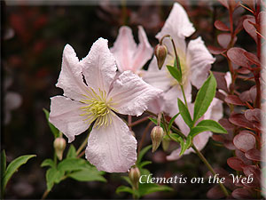 Clematis photograph