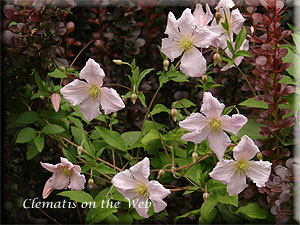 Clematis photograph