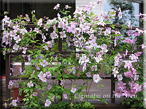 Clematis photograph