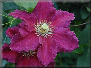 Clematis photograph