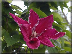 Clematis photograph