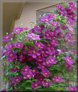 Clematis photograph