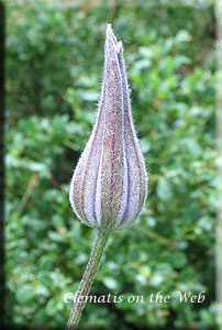 Clematis photograph