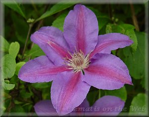 Clematis photograph