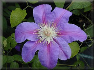 Clematis photograph