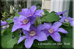 Clematis photograph