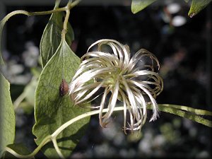 Clematis photograph