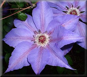 Clematis photograph