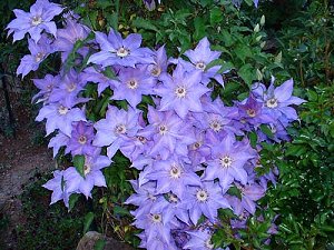 Clematis photograph