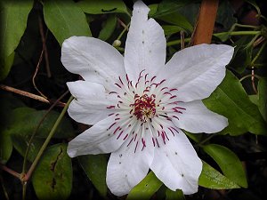 Clematis photograph