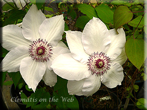 Clematis photograph