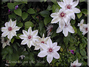 Clematis photograph