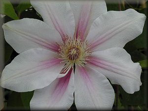 Clematis photograph