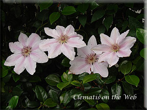 Clematis photograph