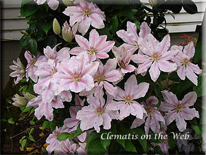 Clematis photograph