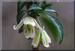 Clematis photograph