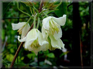 Clematis photograph