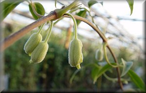 Clematis photograph