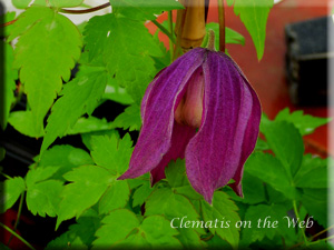 Clematis photograph