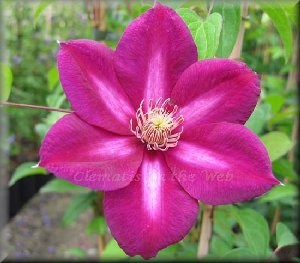 Clematis photograph