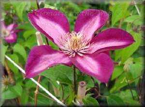 Clematis photograph