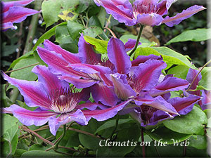 Clematis photograph