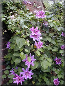 Clematis photograph