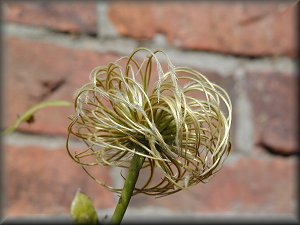 Clematis photograph