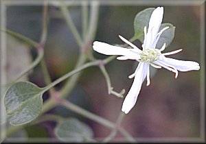 Clematis photograph