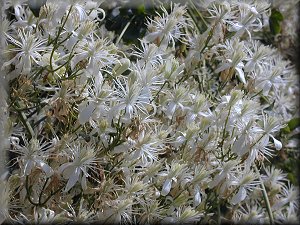 Clematis photograph