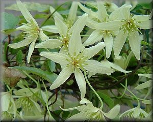 Clematis photograph